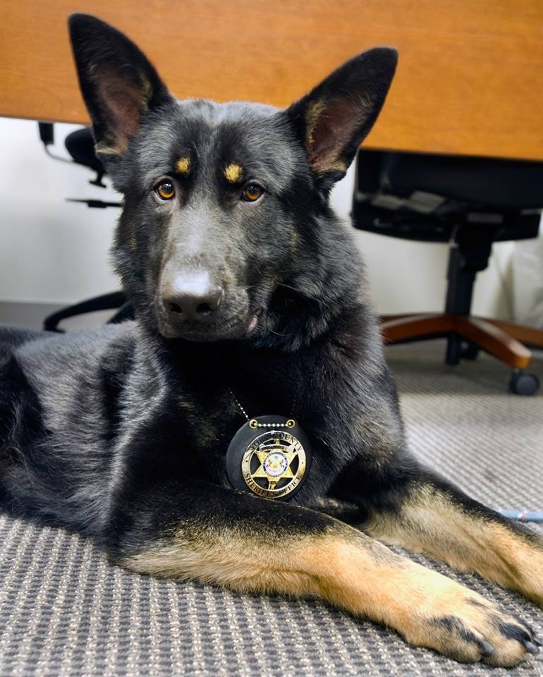 Captain Dargo, K9 donated by Bill Hynes and Think Loud Development to the York County Sheriff's Office